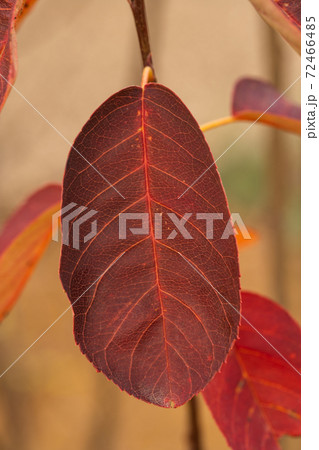 カナダザイフリボクの紅葉 秋 カナダザイフリボクの紅葉 秋 72466485