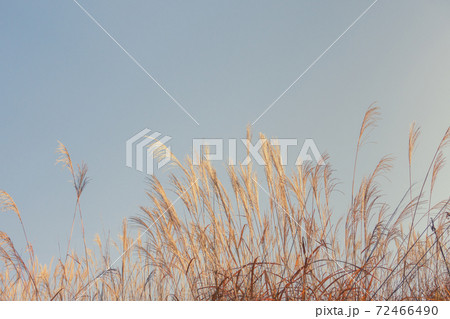 秋のススキ 秋のススキ 72466490