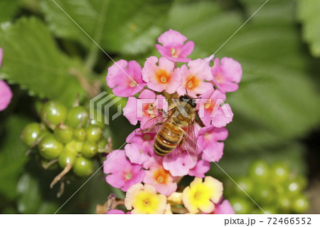 ランタナの花とセイヨウミツバチの写真素材