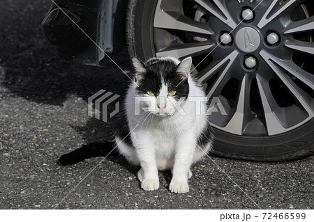 のらねこの土下座 72466599