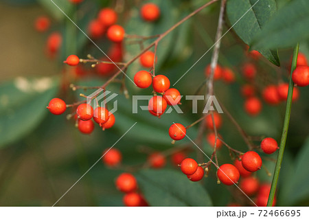 ナンテンの実 72466695