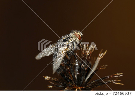 冬,朝のハエ 冬,朝のハエ 72466937