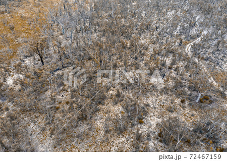 Aerial photograph of forest regeneration after bushfires in regional Australia 72467159