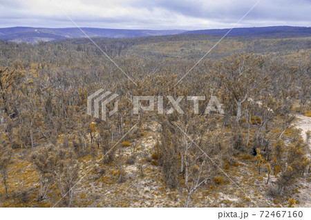 Aerial photograph of forest regeneration after bushfires in regional Australia 72467160