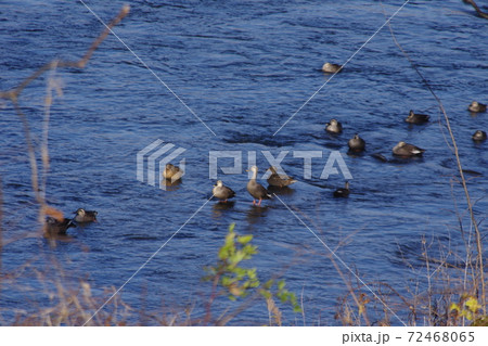 野鳥 野鳥 72468065
