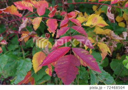 紅葉 紅葉 72468504