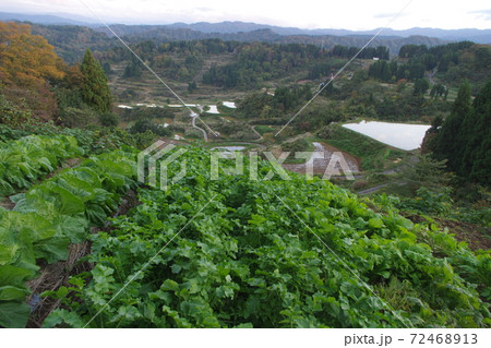 星峠の棚田 72468913