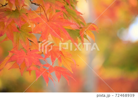 綺麗に紅葉したモミジ 72468939