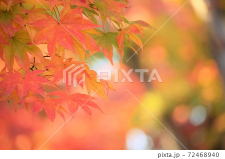 綺麗に紅葉したモミジ 72468940
