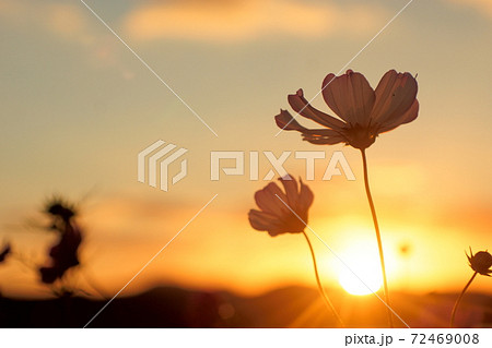 コスモスとオレンジ色に染まった夕焼け空 72469008