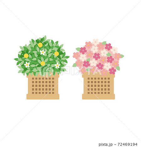 ひな祭り 右近の橘 左近の桜のイラスト素材