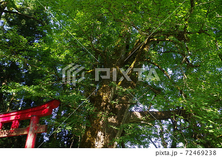 鳥居 鳥居 72469238