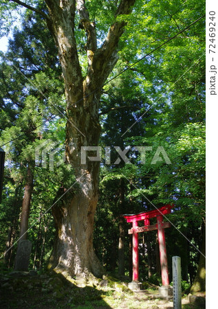 鳥居 72469240