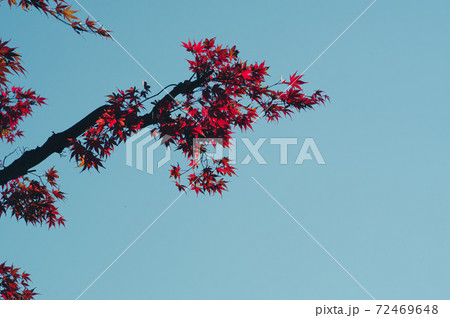 赤い紅葉の透過光 青空の背景 レトロイメージの写真素材 [72469648