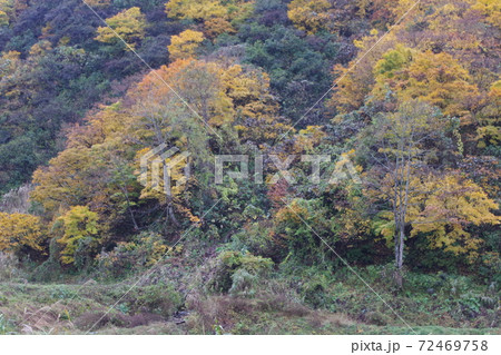 紅葉 72469758