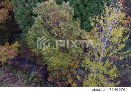 紅葉 72469764