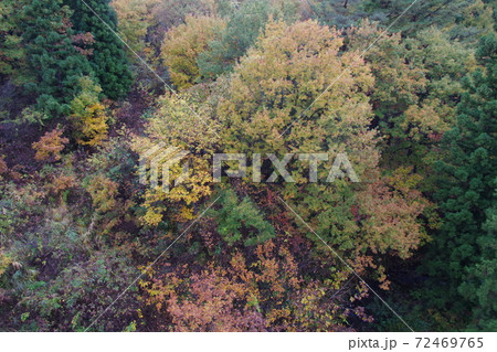 紅葉 72469765