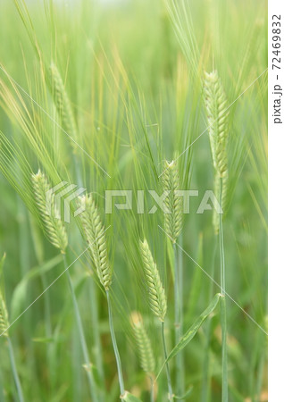 農業 農業 72469832
