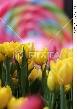 砺波チュリーップ四季彩館へ3 72470417