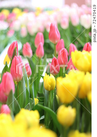 砺波チュリーップ四季彩館へ5 72470419
