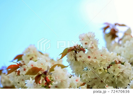 満開のウコン桜 満開のウコン桜 72470636