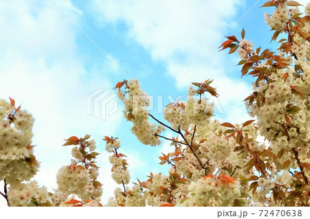 満開のウコン桜 満開のウコン桜 72470638