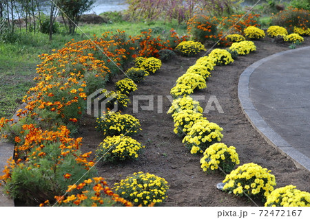 秋の元荒川河川敷公園の花壇の風景 72472167