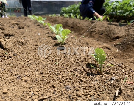 野菜の芽 野菜の芽 72472174