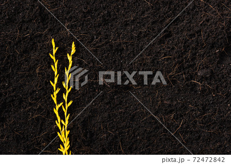 Paddy And the gold rice seedlings growing on black land for plant background Paddy And the gold rice seedlings growing on black land for plant background 72472842