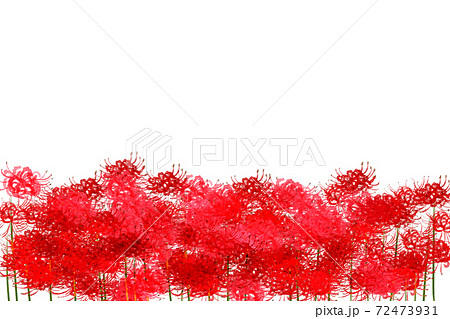 彼岸花、曼殊沙華 72473931