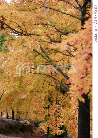 高知の遅い紅葉 72474587