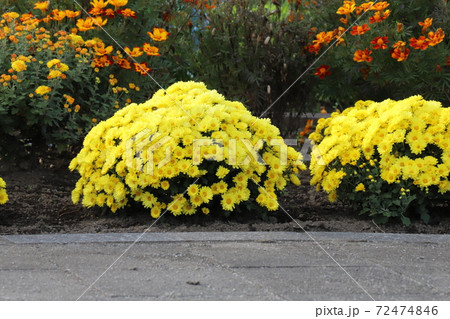 秋の花壇に咲くポットマムの黄色い花 72474846