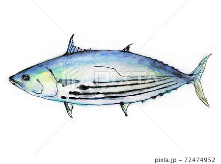 和テイストな カツオ のイラストのイラスト素材