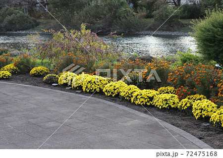 秋の花壇に咲くポットマムの黄色い花 秋の花壇に咲くポットマムの黄色い花 72475168