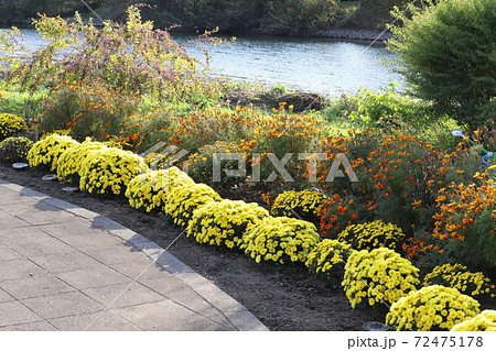 秋の花壇に咲くポットマムの黄色い花の写真素材