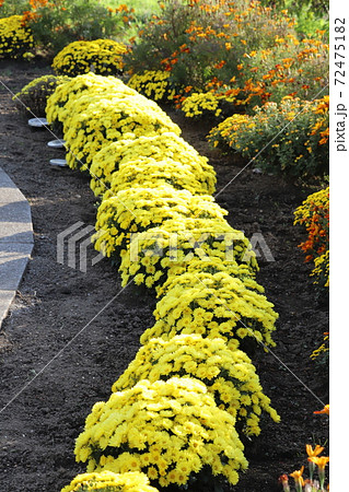 秋の花壇に咲くポットマムの黄色い花の写真素材 秋の花壇に咲くポットマムの黄色い花の写真素材