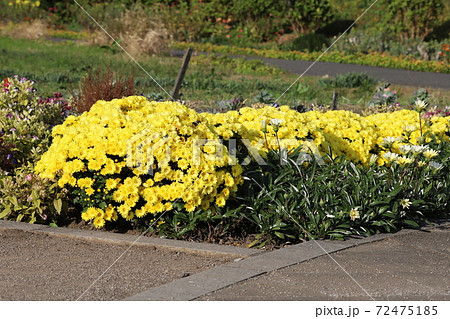 秋の花壇に咲くポットマムの黄色い花 秋の花壇に咲くポットマムの黄色い花 72475185