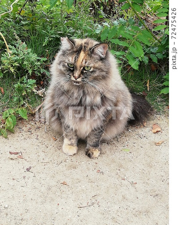 もふもふ猫の写真素材