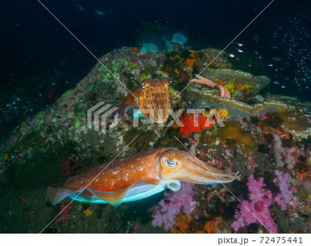 繁殖期のトラフコウイカ (リチェリューロック、スリン諸島、タイ王国) 72475441
