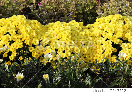 秋の花壇に咲くポットマムの黄色い花 72475524