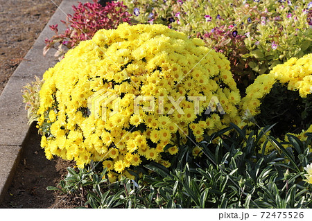 秋の花壇に咲くポットマムの黄色い花の写真素材