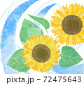 ひまわり 72475643
