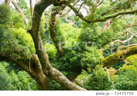 クスの森 クスの森 72475750