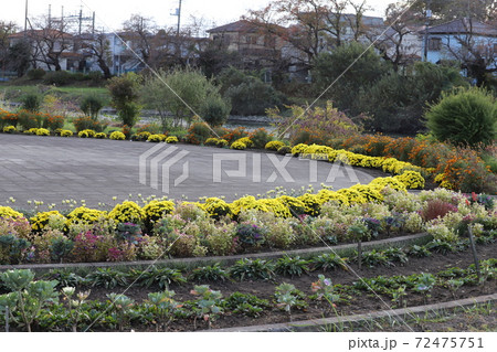 秋の埼玉県元荒川河川敷公園の花壇の風景 72475751