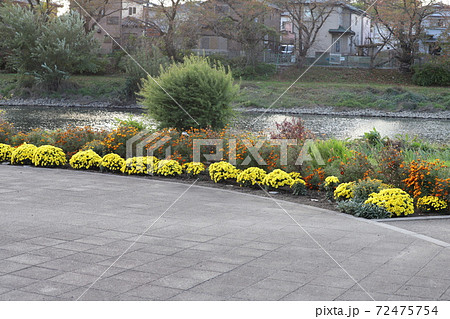 秋の埼玉県元荒川河川敷公園の花壇の風景 72475754