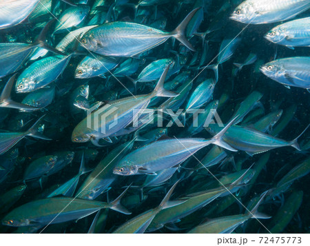 マブタシマアジの群れ (リチェリューロック、スリン諸島、タイ王国) 72475773