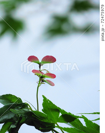 もみじのヘリコプター 72475979