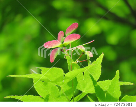 もみじのヘリコプター もみじのヘリコプター 72475981