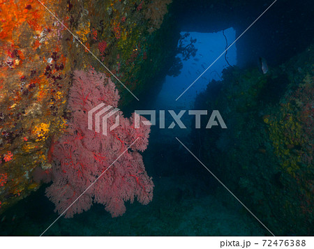 岩の陰に育つオオイソバナ (シミラン諸島、タイ王国) 72476388