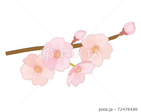 桜の花 桜の木の枝のイラスト素材